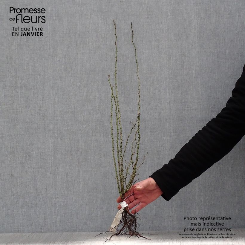 Rosa rubiginosa  Bare root sample as delivered in winter