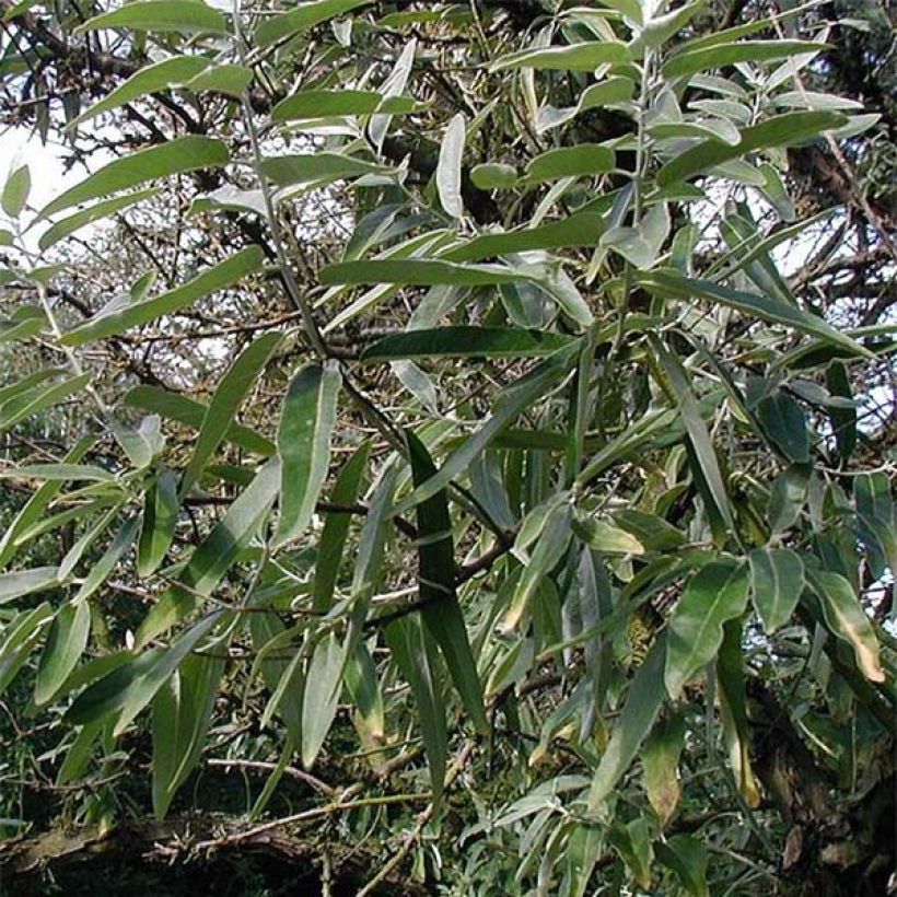 Elaeagnus angustifolia - Russian Olive (Foliage)