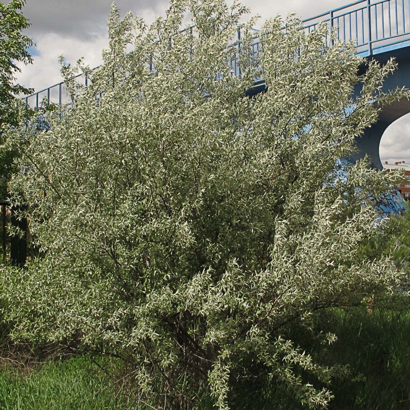 Elaeagnus angustifolia - Russian Olive (Plant habit)