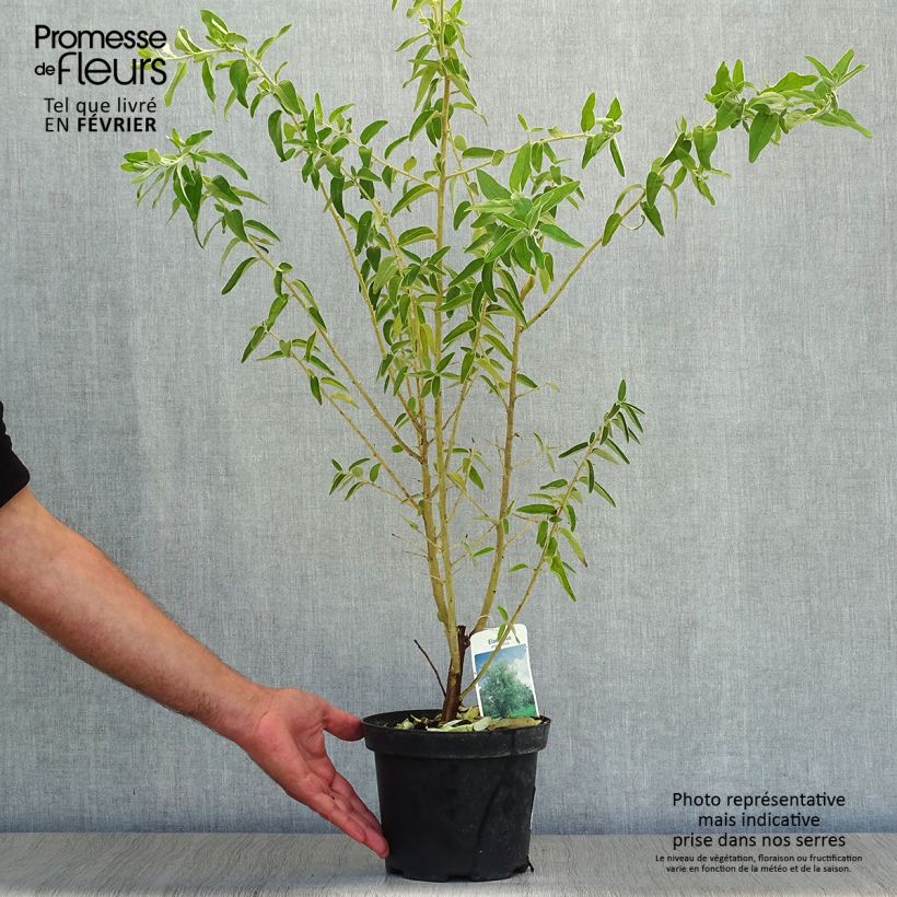 Elaeagnus angustifolia - Russian Olive 2L/3L pot sample as delivered in autumn