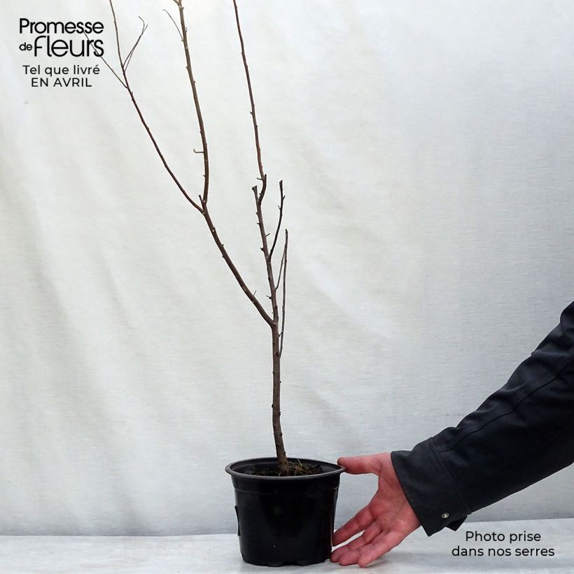 Elaeagnus angustifolia - Russian Olive 2L/3L pot sample as delivered in spring