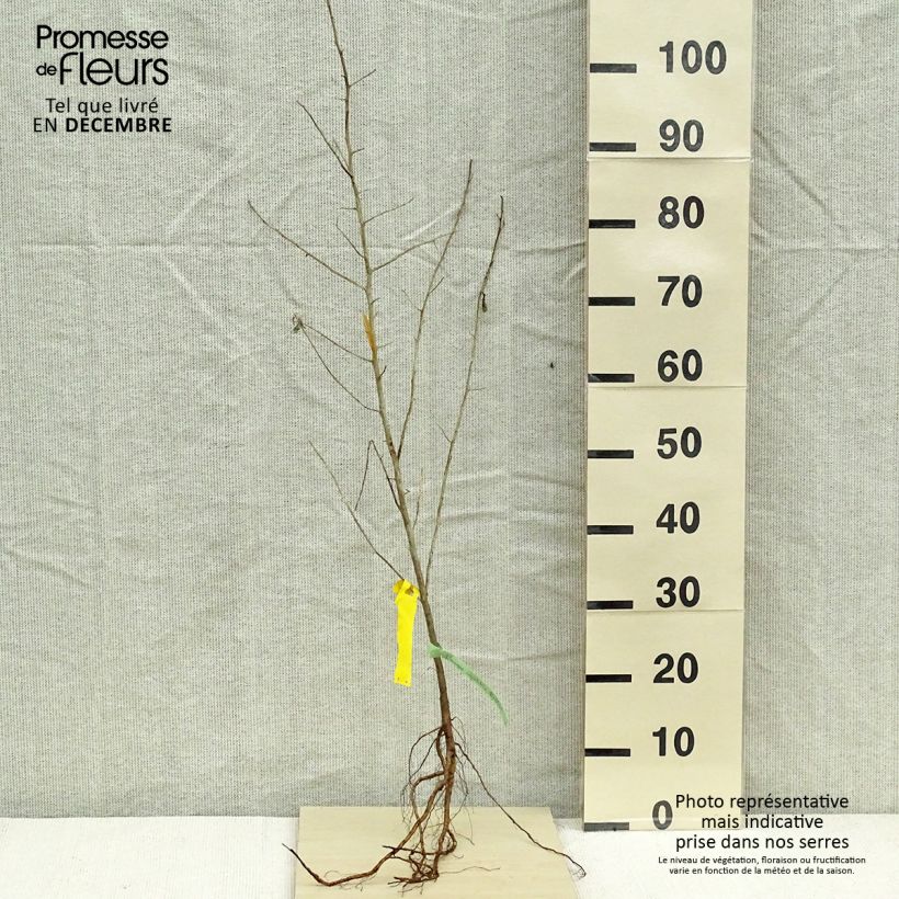 Elaeagnus angustifolia - Russian Olive Bare root sample as delivered in winter