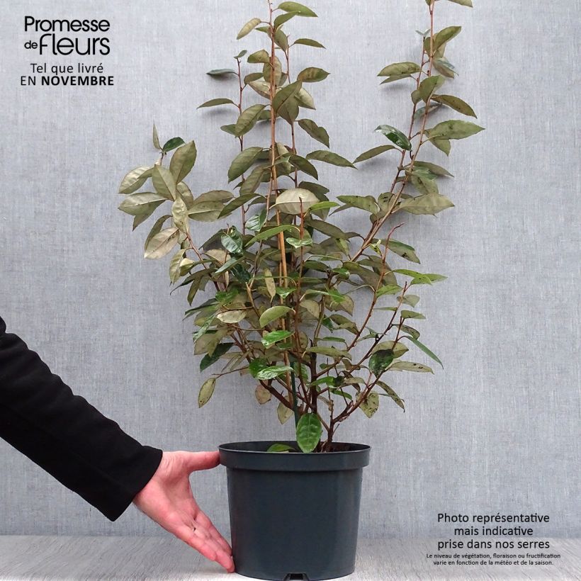 Elaeagnus ebbingei - Oleaster Silverberry 4L/5L pot sample as delivered in autumn