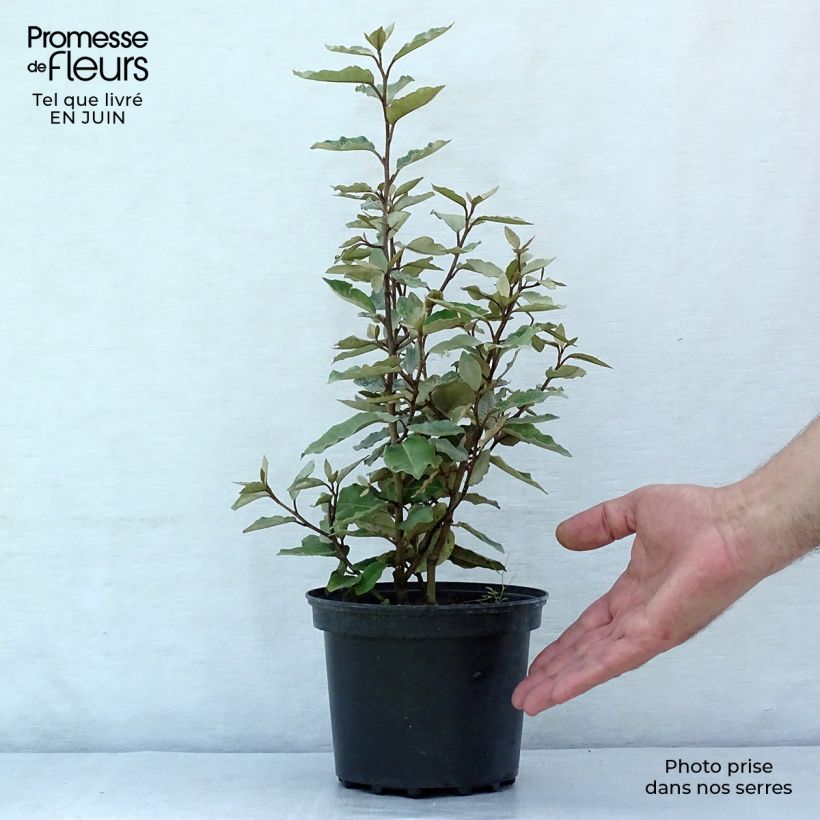 Elaeagnus ebbingei Compacta - Oleaster 2L/3L pot sample as delivered in summer