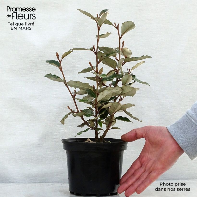 Elaeagnus ebbingei Compacta - Oleaster 2L/3L potShipped height around 30/60cm sample as delivered in spring