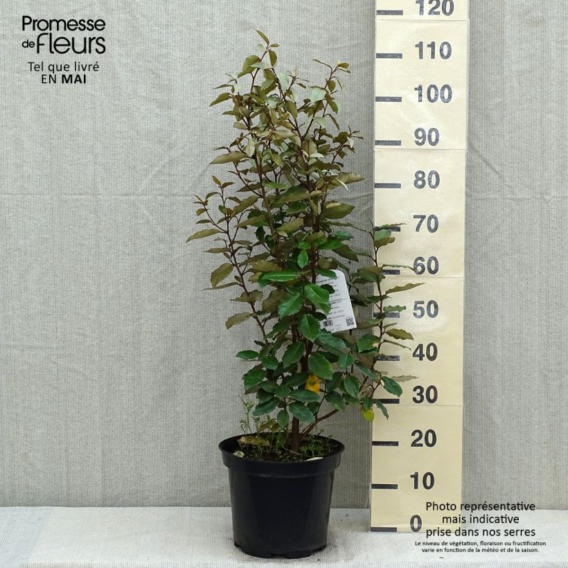 Elaeagnus ebbingei Compacta - Oleaster 7.5L/10L potShipped height around 70+cm sample as delivered in spring