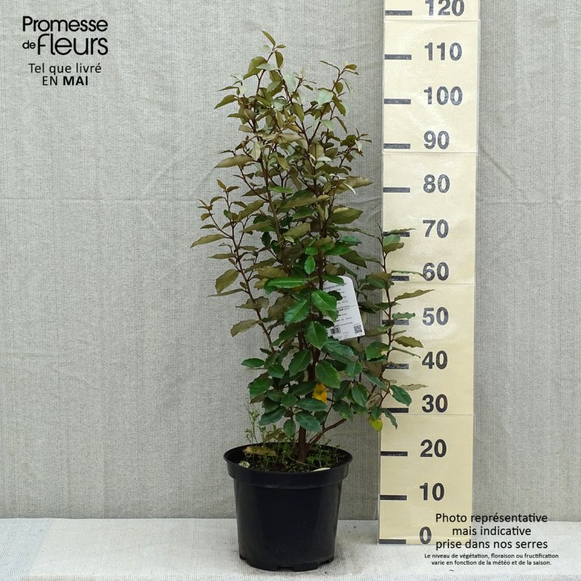 Elaeagnus ebbingei Compacta - Oleaster sample as delivered in spring