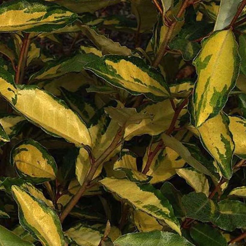 Elaeagnus ebbingei Eleador - Oleaster (Foliage)
