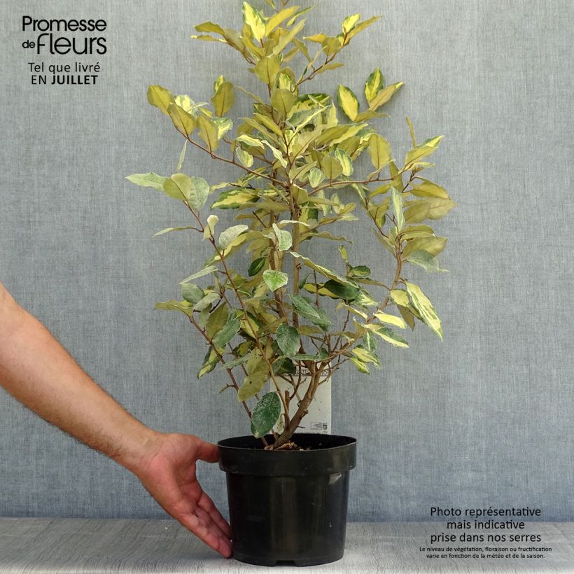 Elaeagnus ebbingei Eleador - Oleaster 3L/4L pot sample as delivered in summer