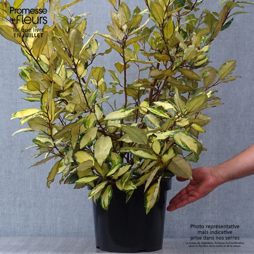 Elaeagnus ebbingei Eleador - Oleaster 7.5L/10L pot sample as delivered in summer