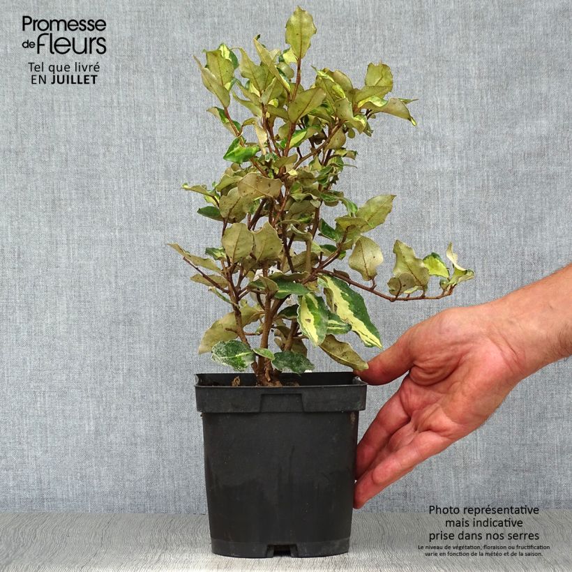 Elaeagnus ebbingei Maryline - Oleaster 2L/3L pot sample as delivered in summer