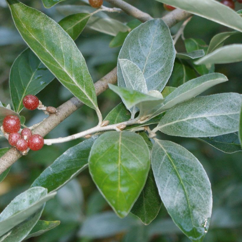 Elaeagnus multiflora - Goumi (Foliage)