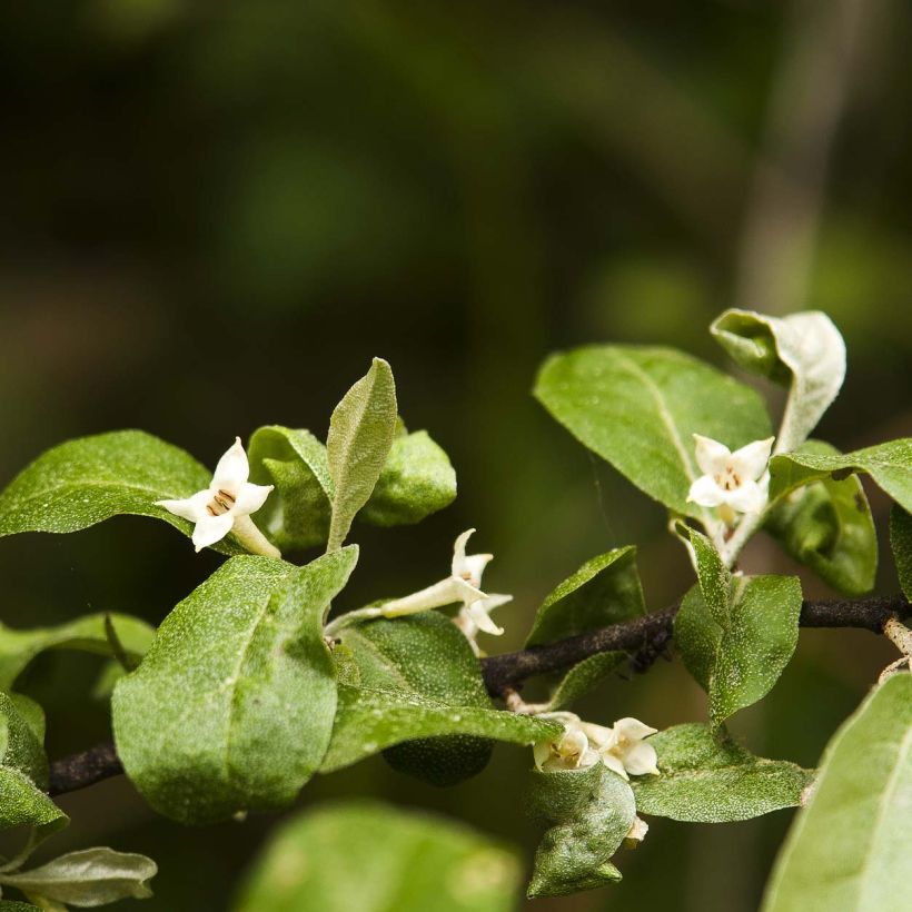 Elaeagnus multiflora - Goumi (Flowering)