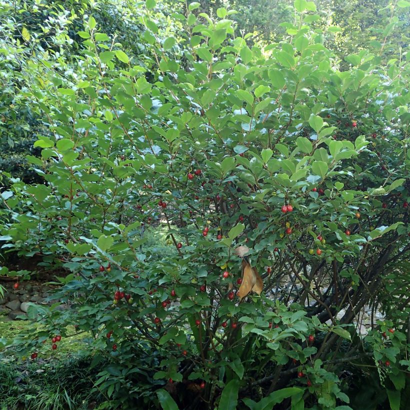Elaeagnus multiflora - Goumi (Plant habit)