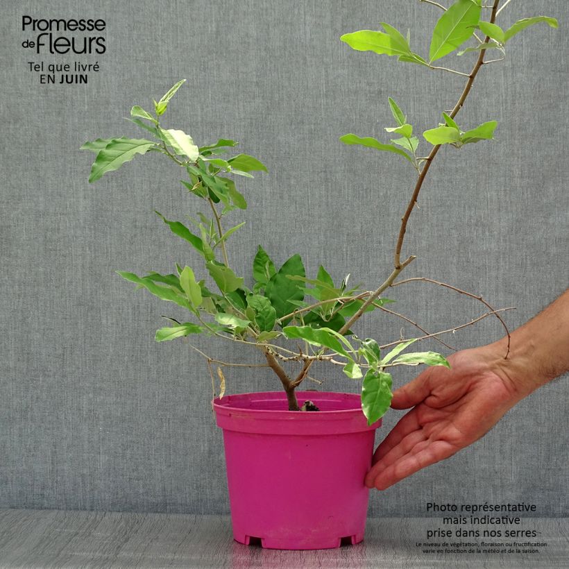 Elaeagnus multiflora - Goumi 2L/3L pot sample as delivered in summer
