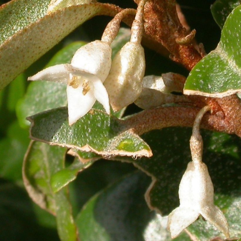 Eleagnus pungens Hosoba-Fukurin (Flowering)