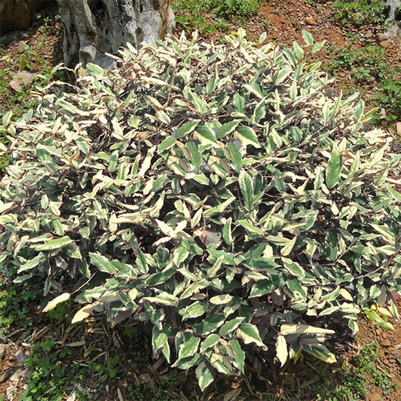 Eleagnus pungens Hosoba-Fukurin (Plant habit)