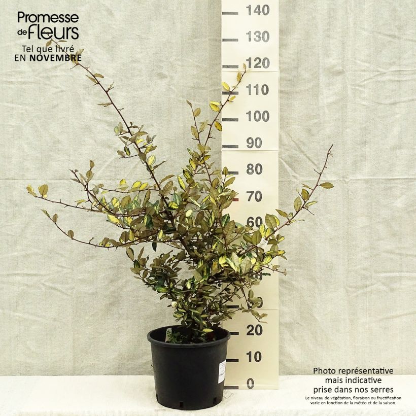 Elaeagnus pungens Variegata 7.5L/10L pot sample as delivered in autumn
