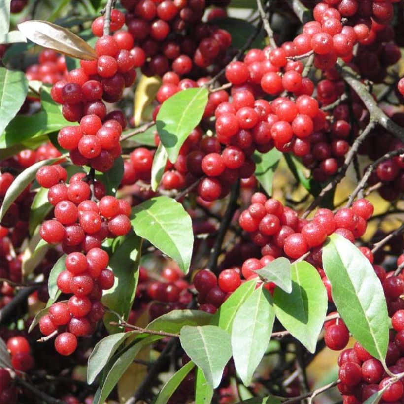 Elaeagnus umbellata - Japanese Silverberry (Harvest)