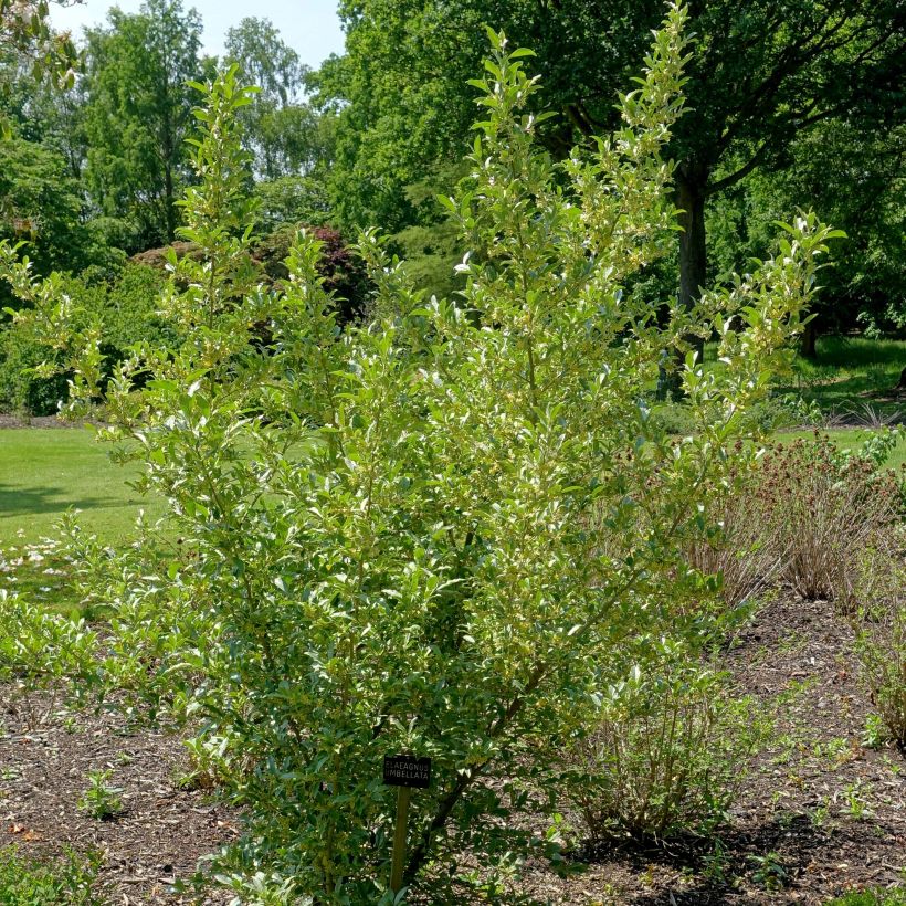 Elaeagnus umbellata - Japanese Silverberry (Plant habit)