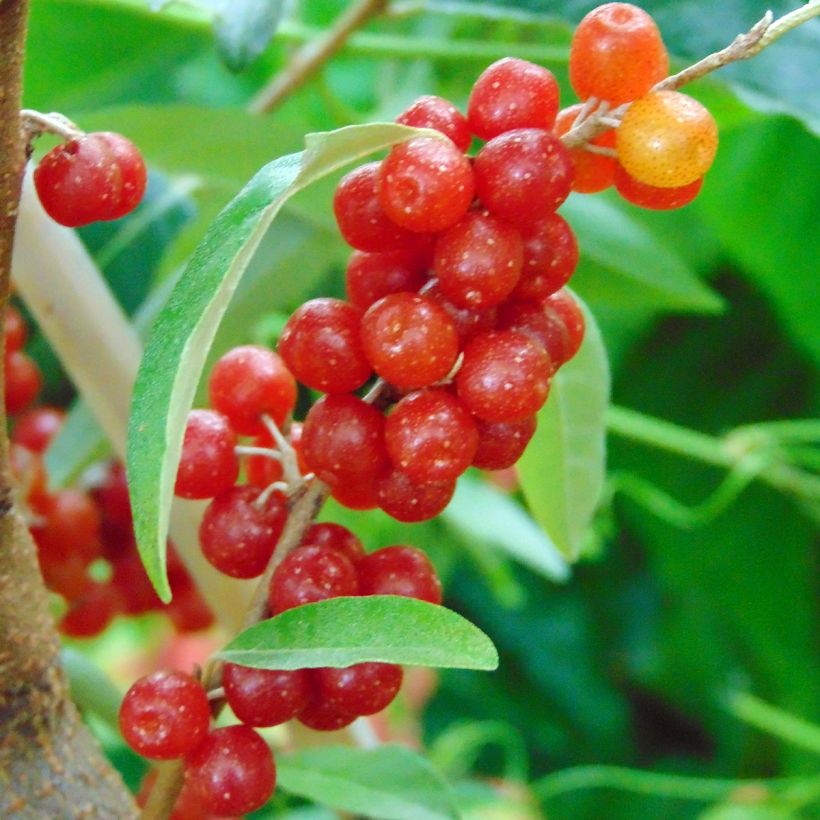 Elaeagnus umbellata Pointilla Amoroso (Harvest)