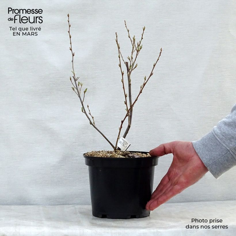 Elaeagnus umbellata - Japanese Silverberry 7.5L/10L potShipped height around 160/180cm sample as delivered in spring