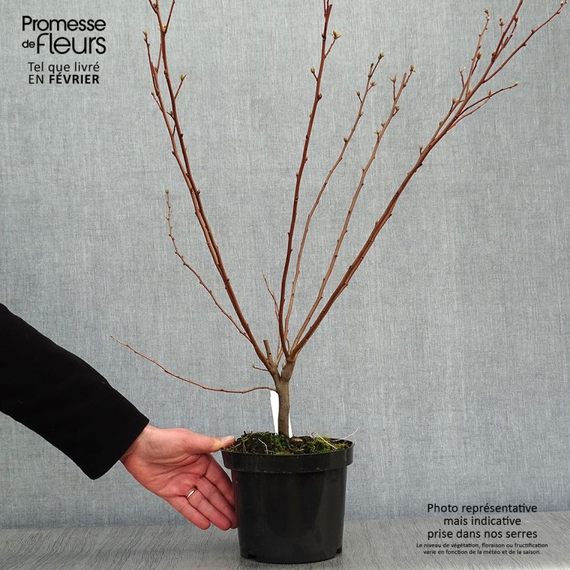 Elaeagnus umbellata - Japanese Silverberry 7.5L/10L pot sample as delivered in winter