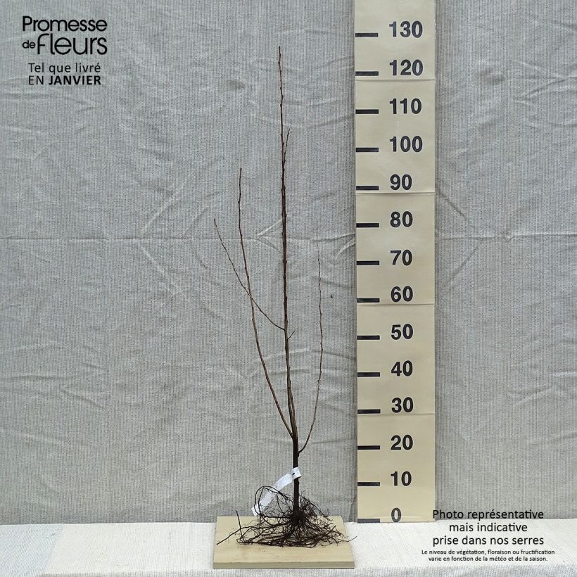 Elaeagnus umbellata - Japanese Silverberry Bare rootShipped height around 40/60cm sample as delivered in winter