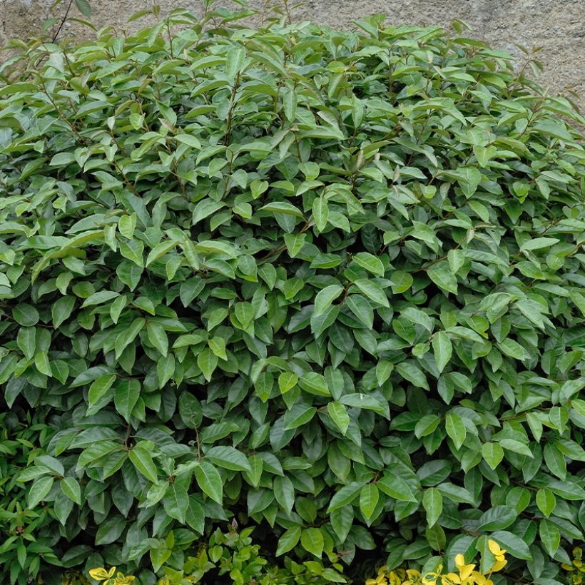 Elaeagnus umbellata Fortunella (Plant habit)