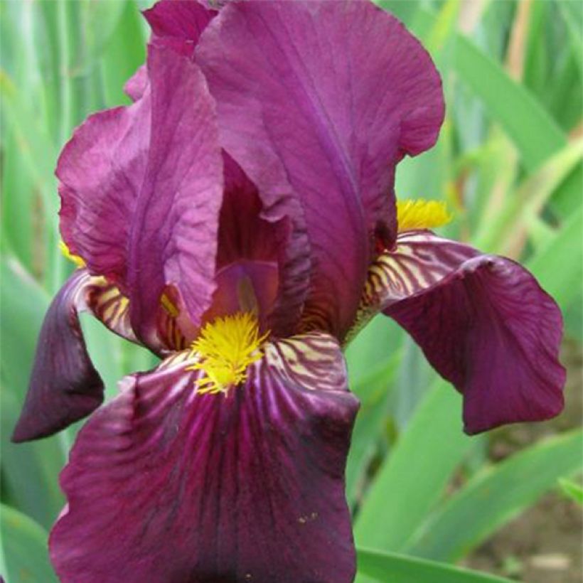 Iris Red Orchid - Bearded Iris (Flowering)