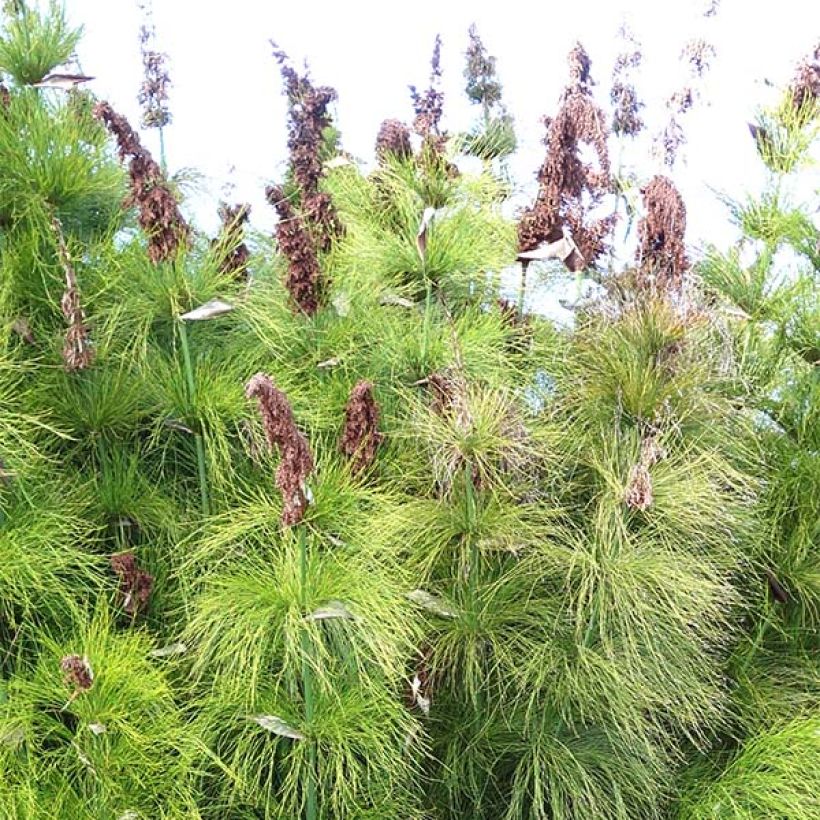 Elegia capensis (Flowering)