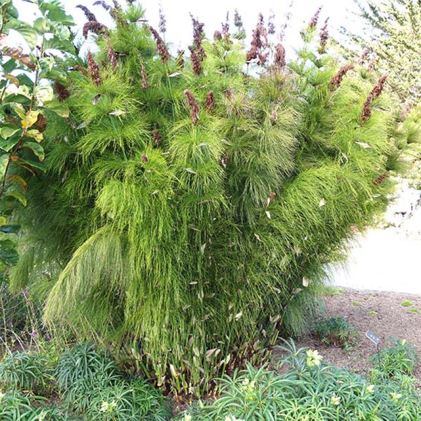 Elegia capensis (Plant habit)