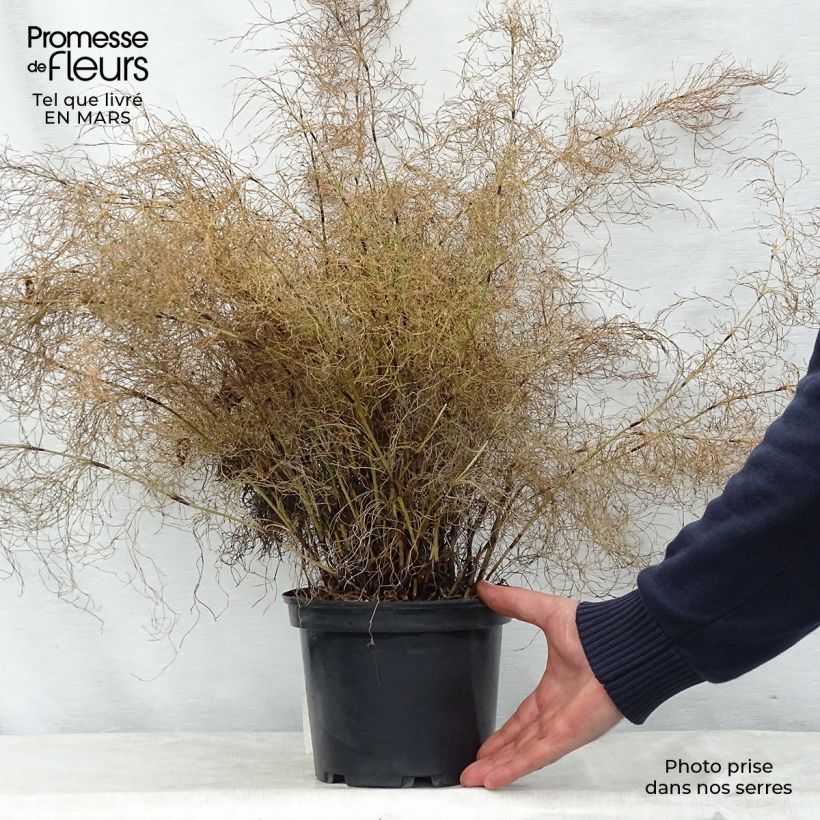 Elegia capensis 2L/3L pot sample as delivered in spring