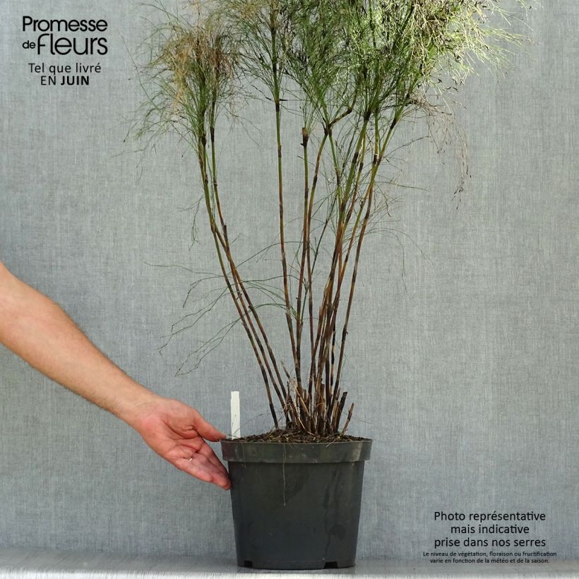 Elegia capensis 7.5L/10L pot sample as delivered in summer