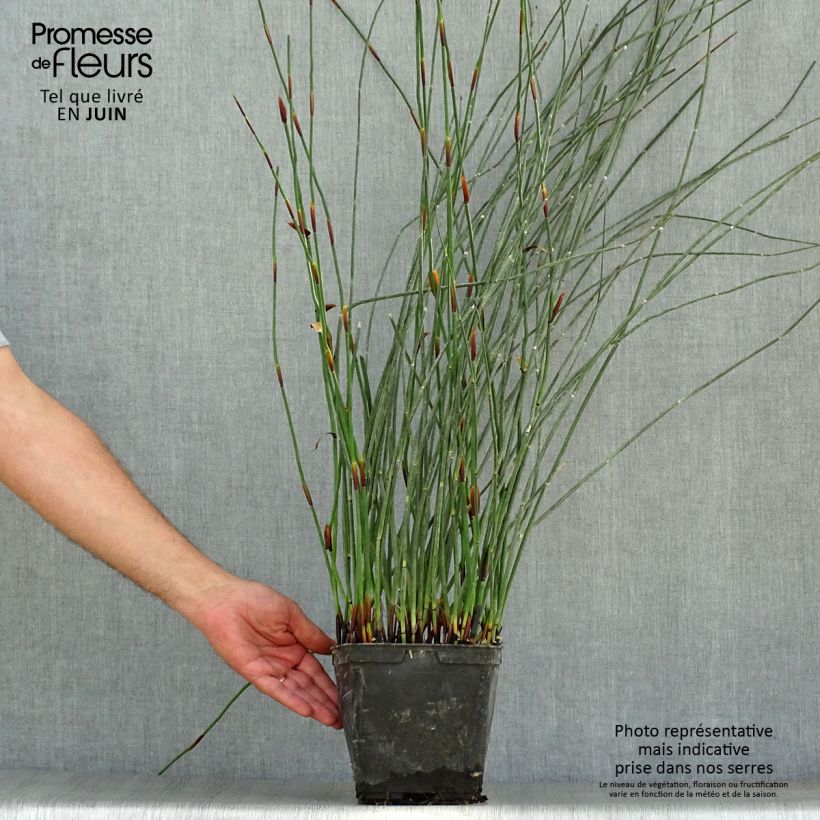 Elegia elephantina 2L/3L pot sample as delivered in summer