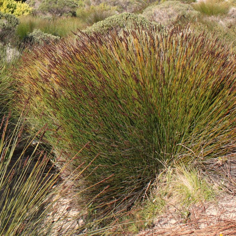 Elegia tectorum Fish Hoek (Flowering)