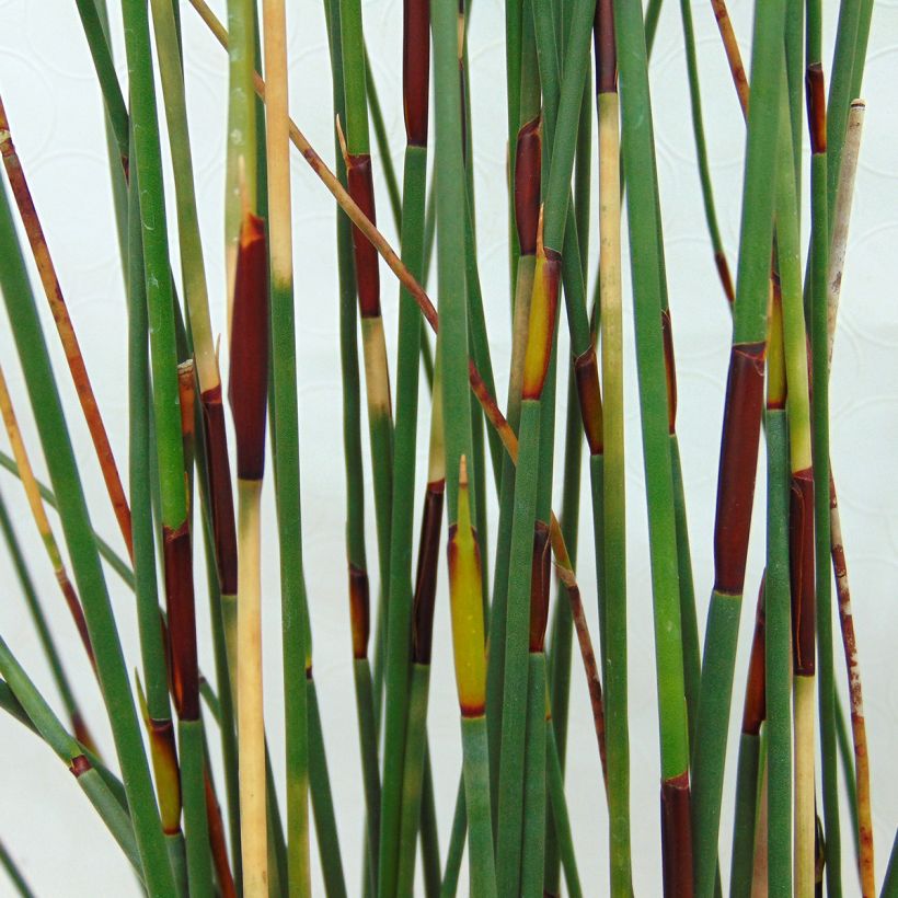 Elegia tectorum Fish Hoek (Foliage)