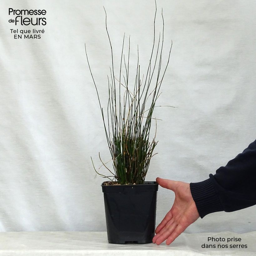 Elegia tectorum Fish Hoek 1L/1.5L pot sample as delivered in spring