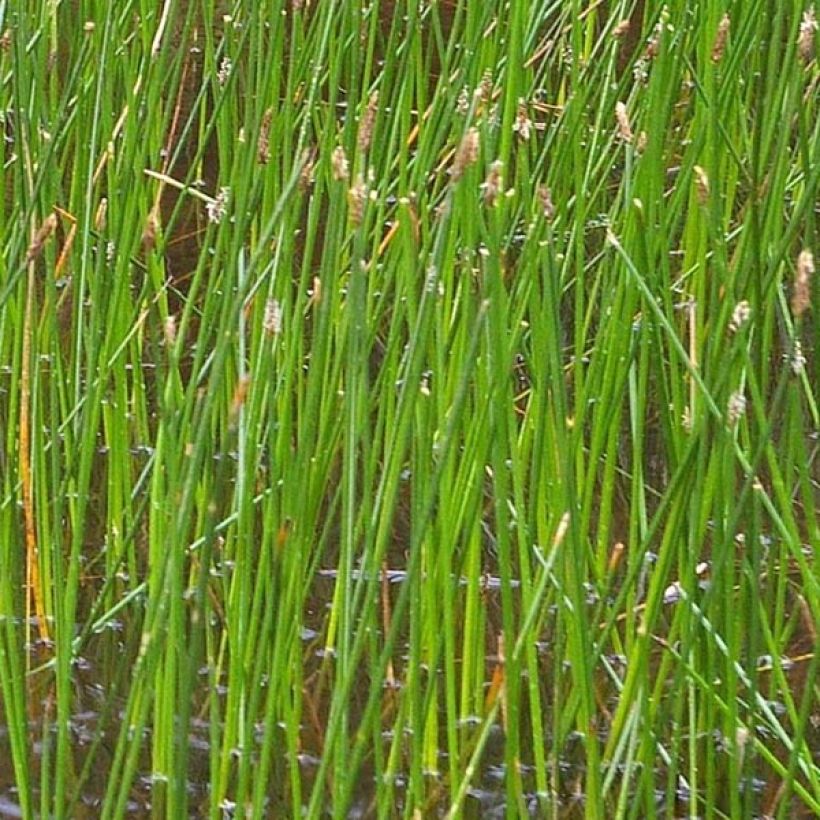 Eleocharis palustris (Foliage)