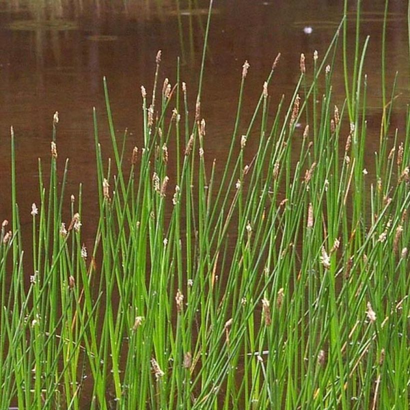 Eleocharis palustris (Flowering)