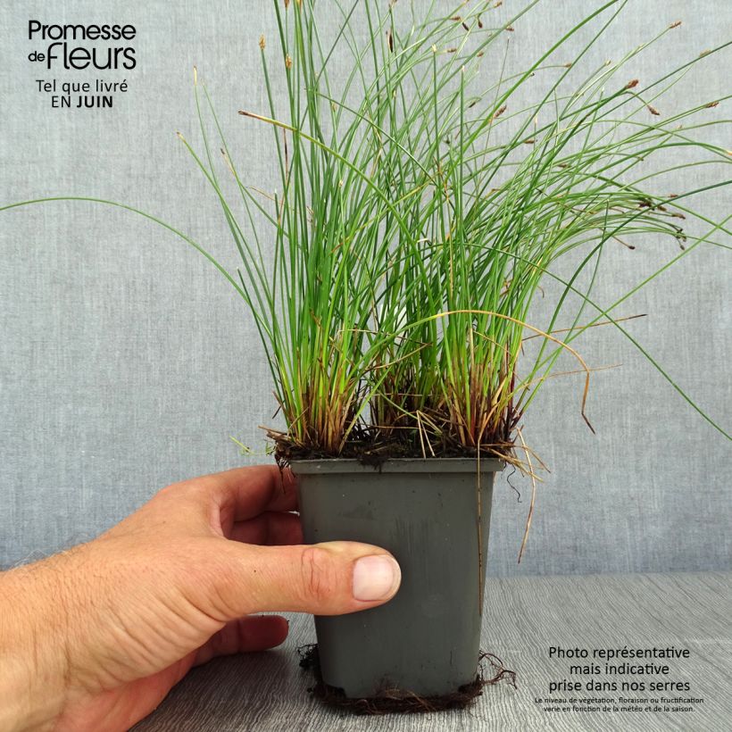 Eleocharis palustris 8/9 cm pot sample as delivered in summer