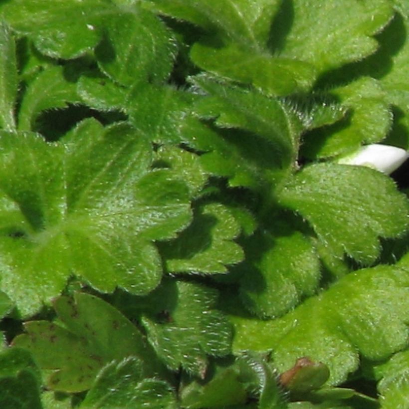 Ellisiophyllum pinnatum (Foliage)