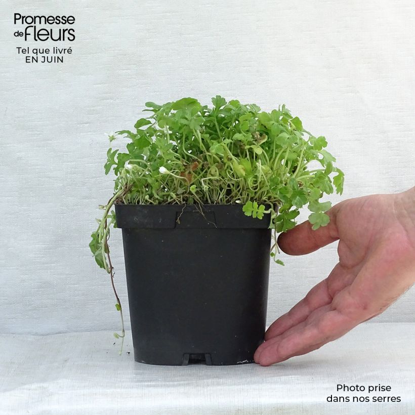 Ellisiophyllum pinnatum 8/9 cm pot sample as delivered in summer