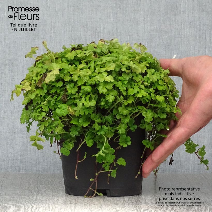 Ellisiophyllum pinnatum 2L/3L pot sample as delivered in summer