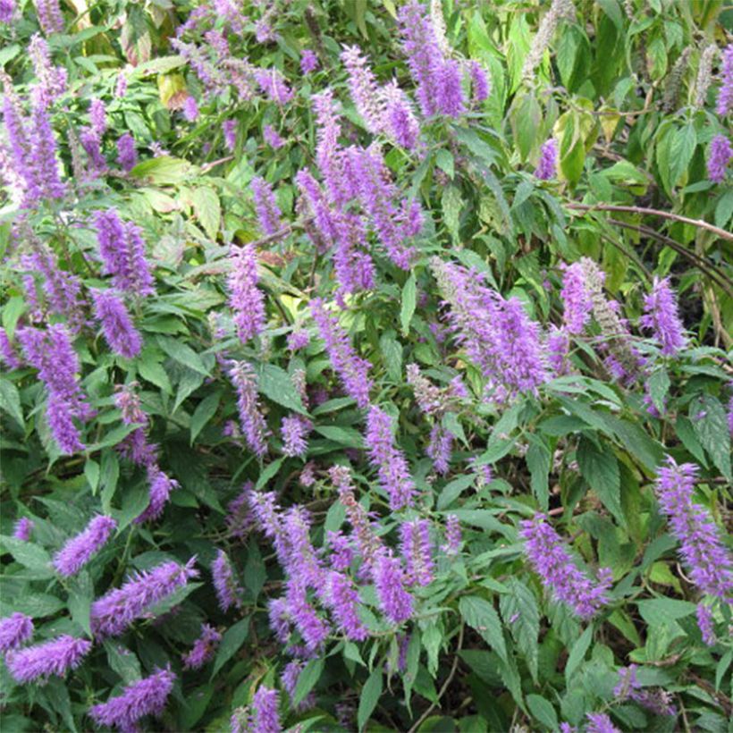 Elsholtzia stauntonii - Mint Bush (Flowering)