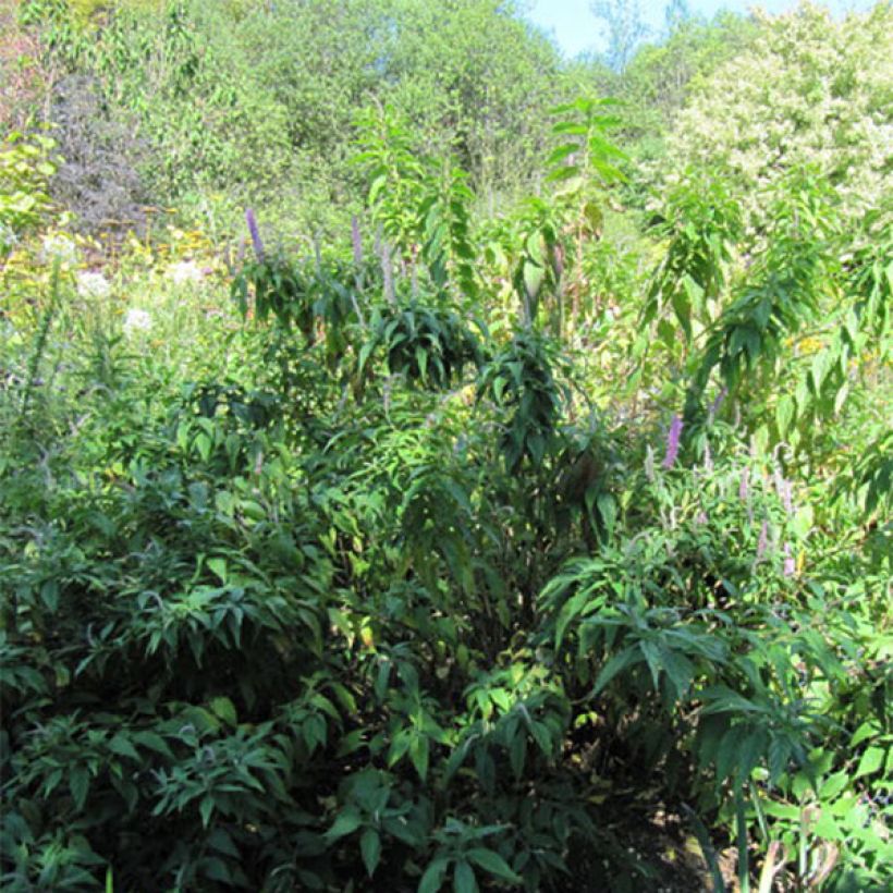 Elsholtzia stauntonii - Mint Bush (Plant habit)