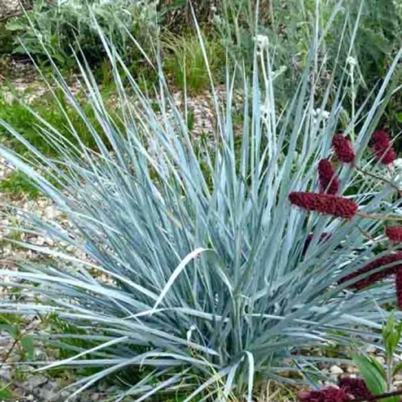 Elymus magellanicus (Plant habit)