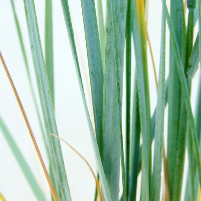 Elymus magellanicus (Foliage)