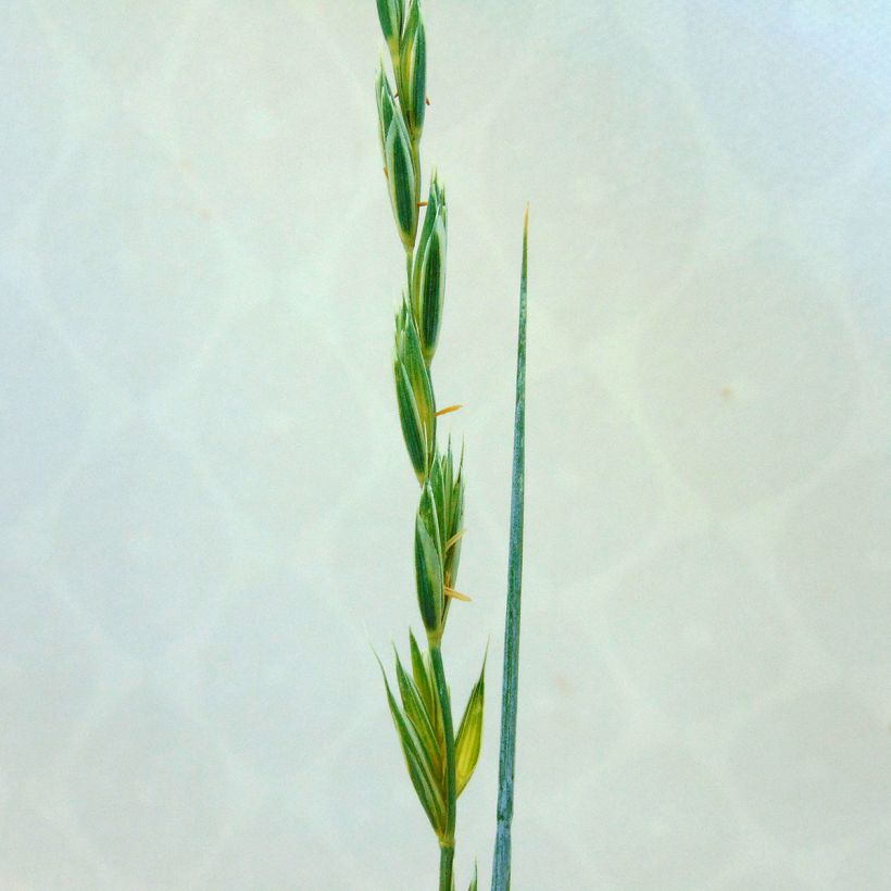 Elymus magellanicus (Flowering)