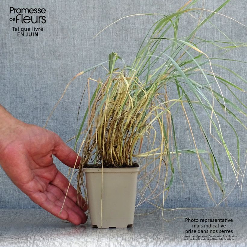 Elymus magellanicus 8/9 cm pot sample as delivered in summer
